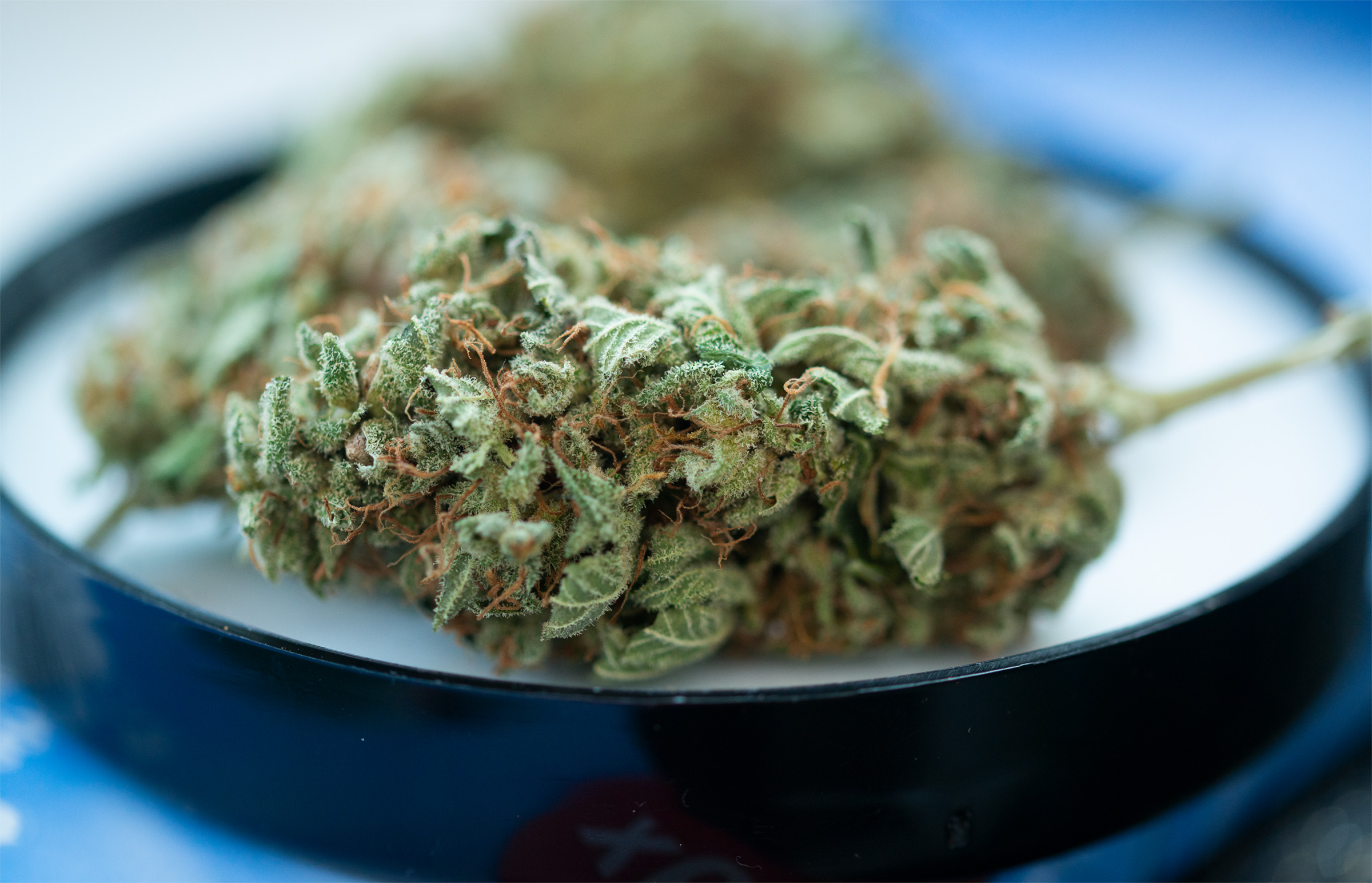 CBD Blüte